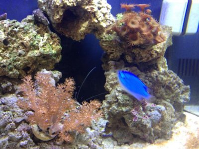 Tank Picture.jpg