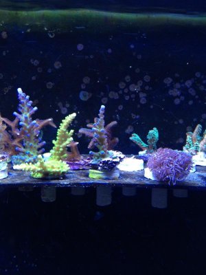 frag rack.jpg