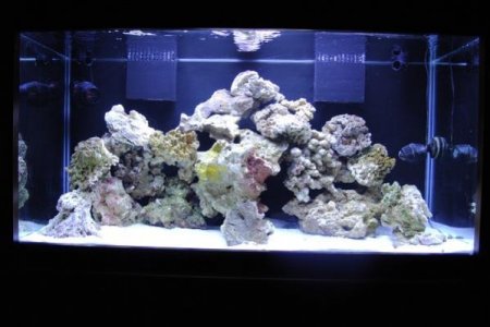 new tank.jpg