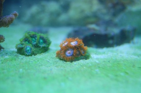 Aquarium (63).jpg