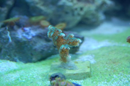 Aquarium (85).jpg