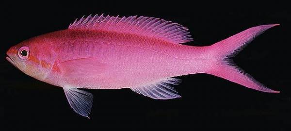 41Amethyst_anthias.jpg