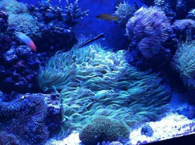 ImageUploadedByTapatalk1349958827.614395.jpg ImageUploadedByTapatalk1349958827.614395.jpg