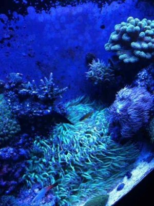 ImageUploadedByTapatalk1349958884.195880.jpg ImageUploadedByTapatalk1349958884.195880.jpg