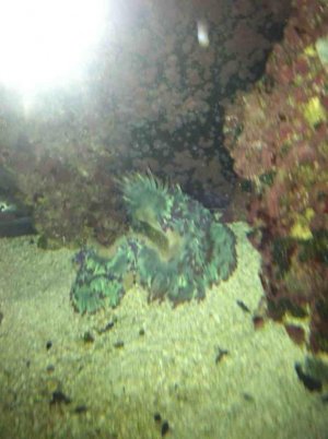 ImageUploadedByTapatalk1349958941.798939.jpg ImageUploadedByTapatalk1349958941.798939.jpg