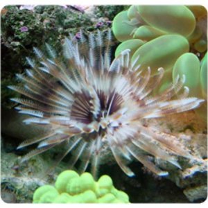 hawaiian_feather_duster_ps.jpg