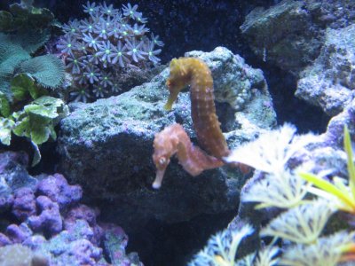 seahorse 004.jpg