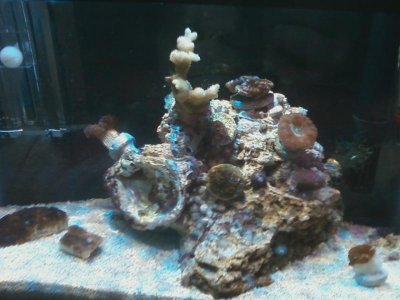 picoreef w corals.jpg