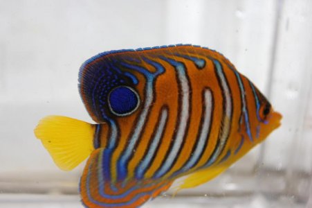 Red Sea Regal Mibar.jpg