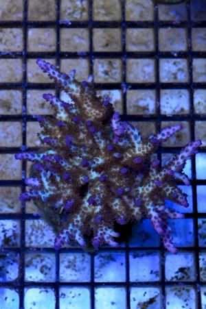 Purple Hairy Mother.jpg