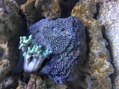 New coral.jpg