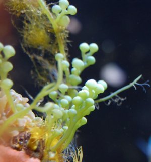 caulerparacemosa.jpg