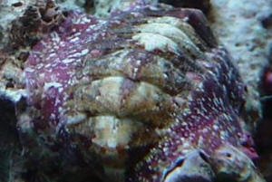 chiton.jpg