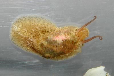 StomatellaVaria.jpg