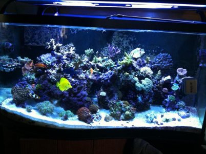 reef2.jpg