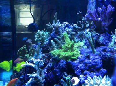 reef3.jpg