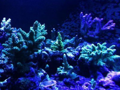 reef4.jpg