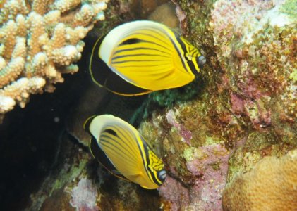C_%20austriacus%20RS%20(4).jpg