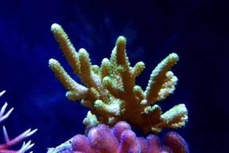 csp009.jpg