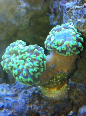 Hammer Coral.jpg