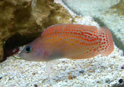 red spotted dottyback.jpg