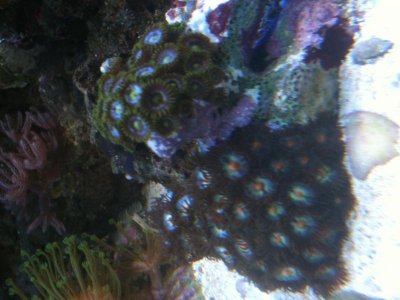 zoas.jpg