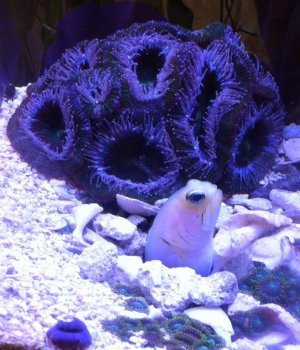 Pearly at work side view.jpg