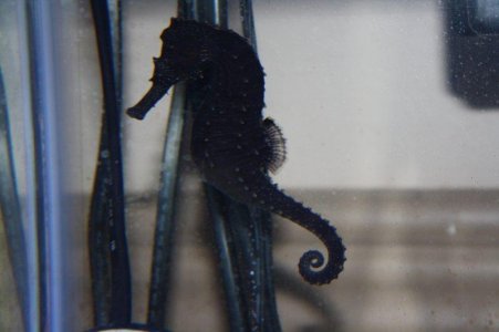 maleseahorse.jpg
