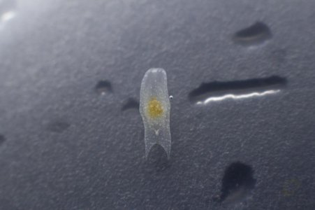 Flatworms1.jpg