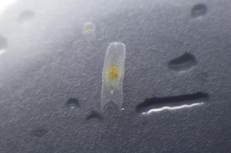 Flatworms2.jpg