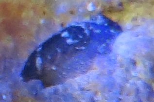 slug.jpg