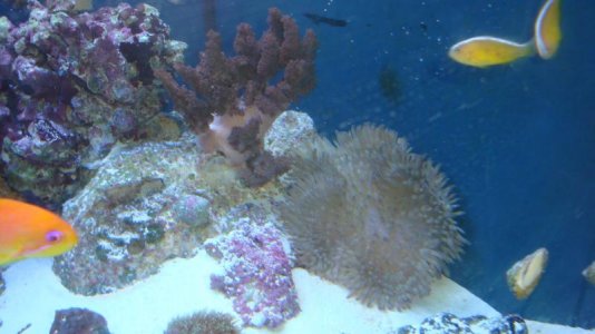 sebae anemone and colt coral.jpg