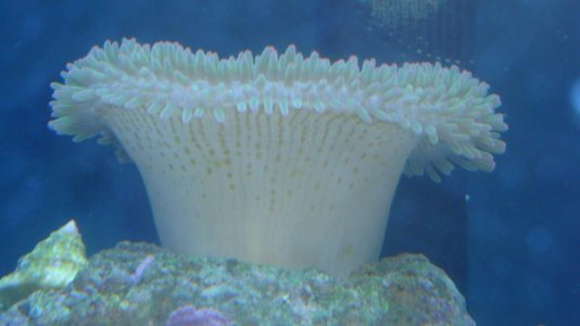 s helianthus side view.jpg