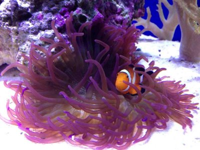 ImageUploadedByTapatalk HD1350856337.256284.jpg