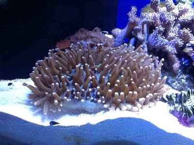 ImageUploadedByTapatalk HD1350865303.249681.jpg