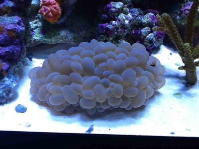 ImageUploadedByTapatalk HD1350865386.251525.jpg