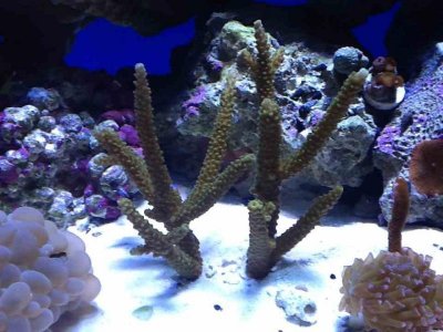 ImageUploadedByTapatalk HD1350866356.124455.jpg