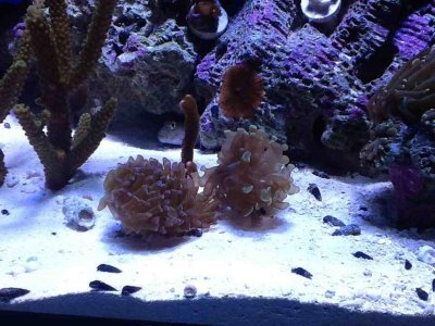 ImageUploadedByTapatalk HD1350866587.712312.jpg