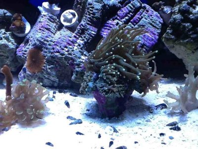 ImageUploadedByTapatalk HD1350866386.424838.jpg