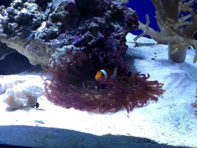 ImageUploadedByTapatalk HD1350866417.588145.jpg