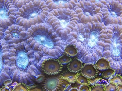 First Favia Zoas closeup 1000.jpg