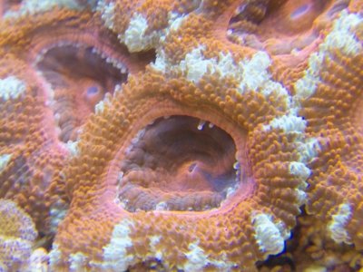 First Acan Lord Closeup 1000.jpg