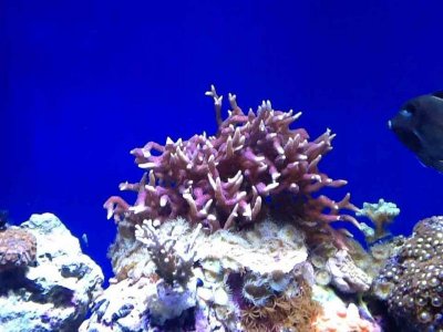 ImageUploadedByTapatalk HD1350866964.035266.jpg