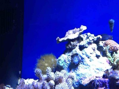 ImageUploadedByTapatalk HD1350866976.195431.jpg