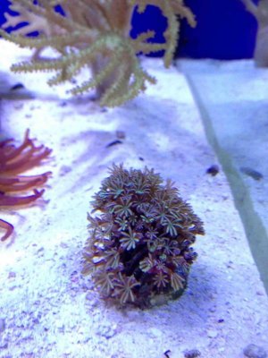 ImageUploadedByTapatalk HD1350867168.694934.jpg