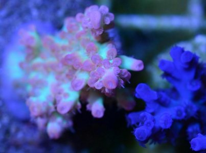 Ã¨Ââ€°Ã¨Å½â€œÃ¥Â¾Â®Ã§Å¸Â©.jpg