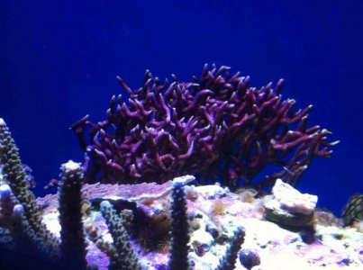 ImageUploadedByTapatalk HD1350957726.347691.jpg