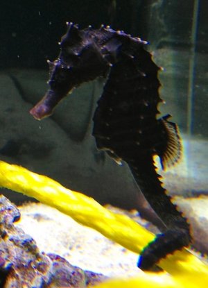 seahorse01_102212.jpg