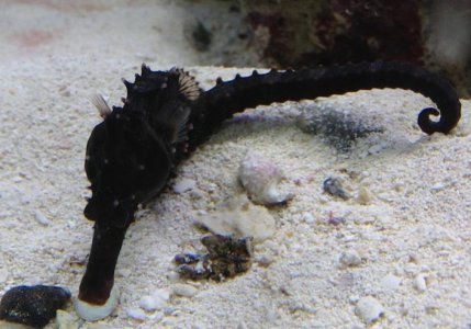 seahorse02_102212.jpg