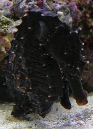 seahorse03_102212.jpg